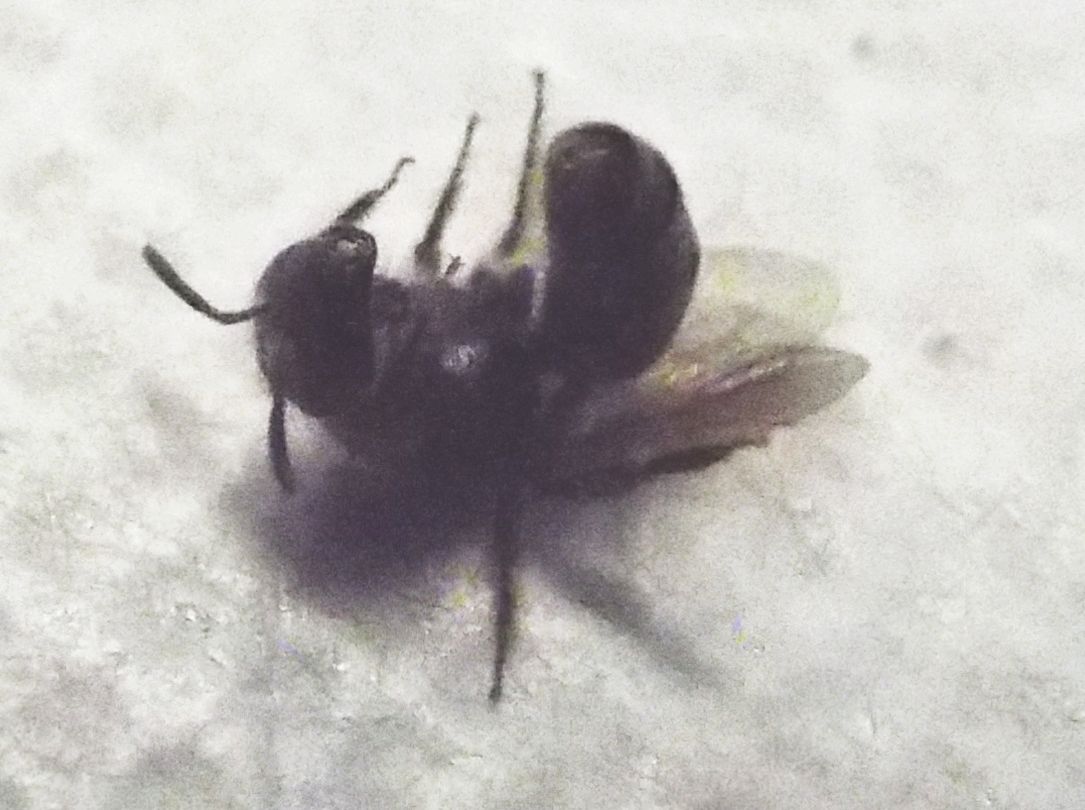 Da identificare..:  cfr. Lasioglossum sp. (Apidae Halictinae)